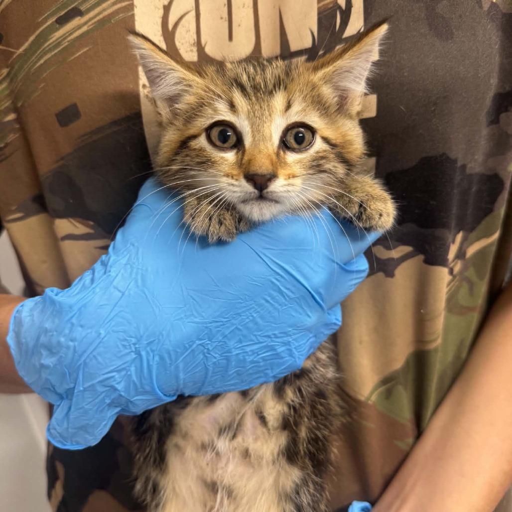 Enlarge Pearl ARC2026-507, a Adoptable Domestic Short Hair in Akron, NY image 3/4