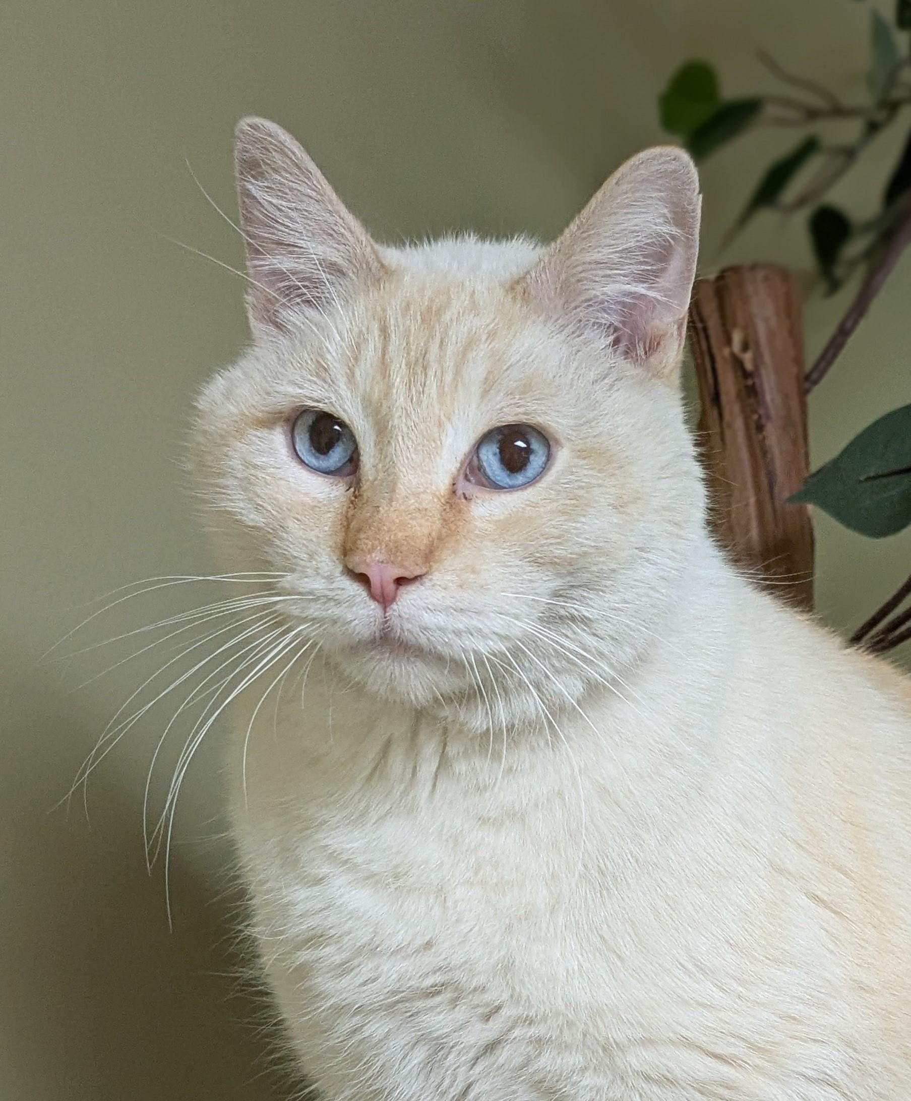 Enlarge Romeo, an adopted Siamese in Hastings, NE image 1/4