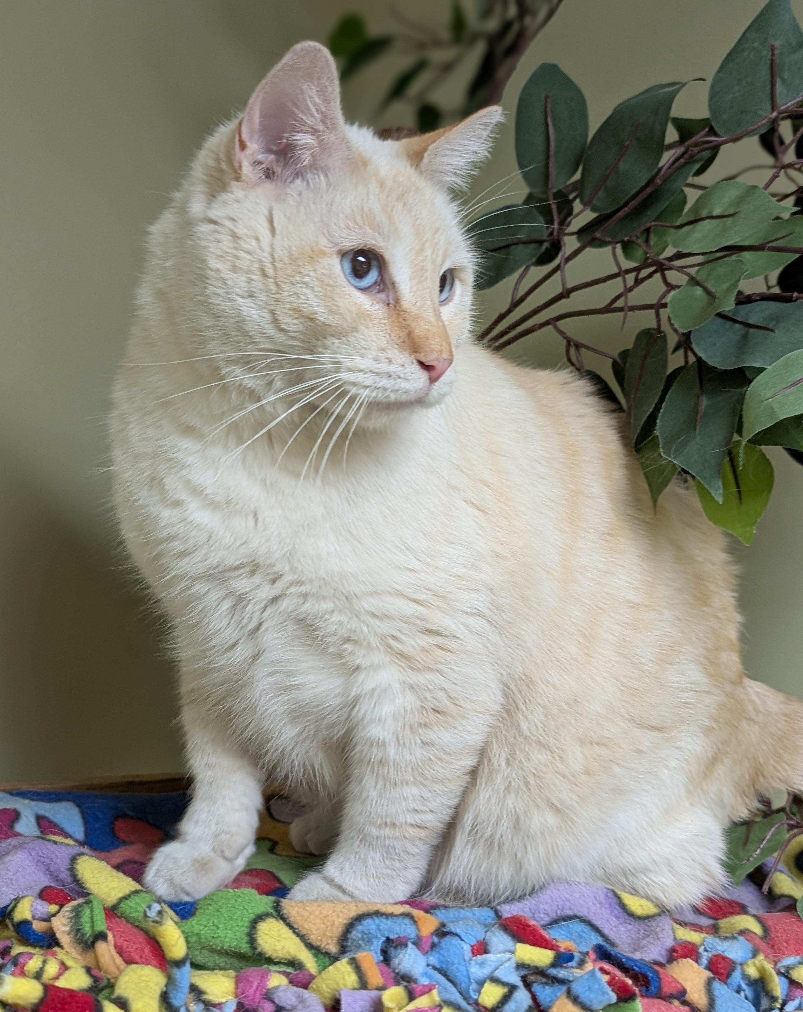Enlarge Romeo, an adopted Siamese in Hastings, NE image 4/4
