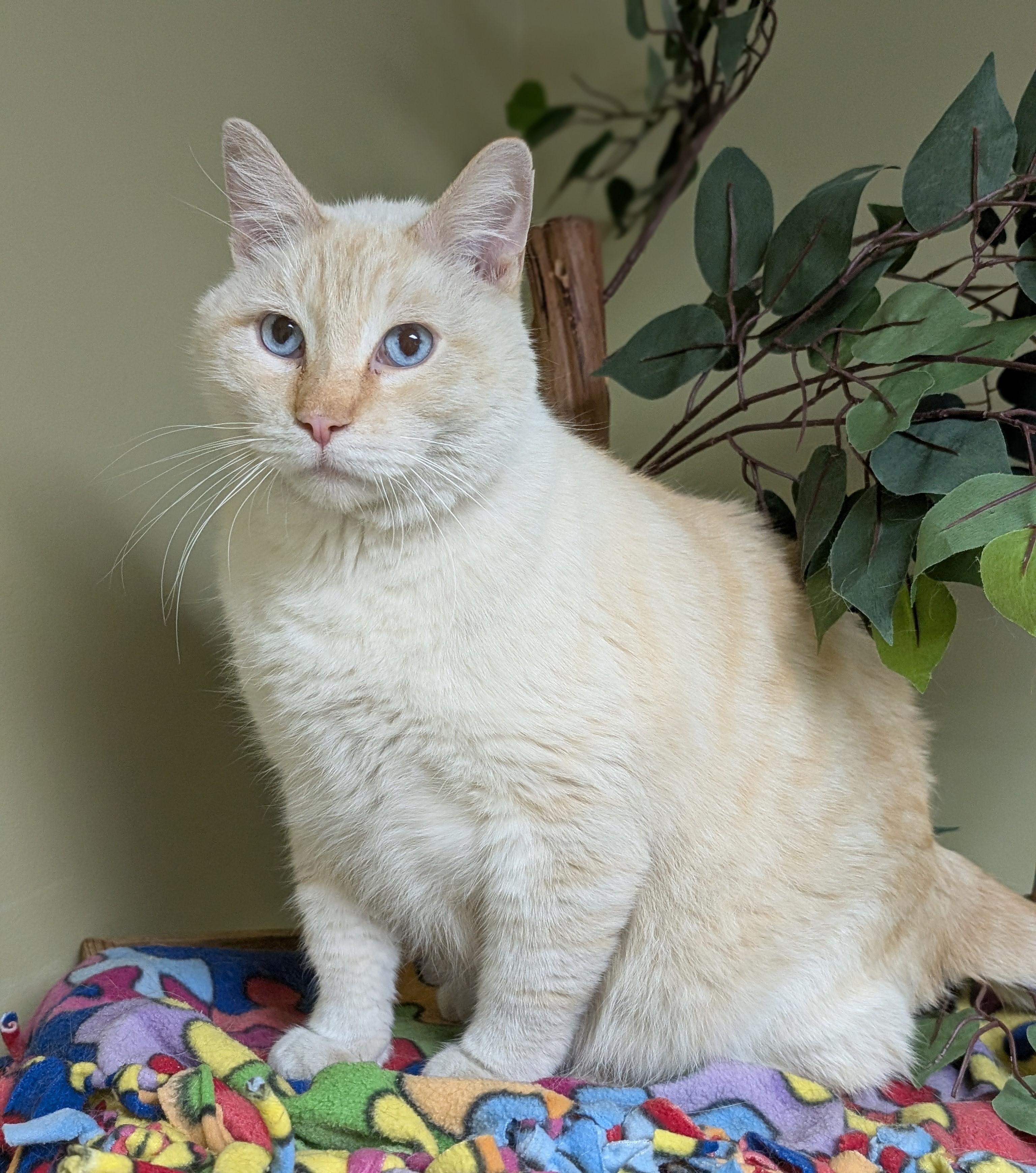 Enlarge Romeo, an adopted Siamese in Hastings, NE image 3/4