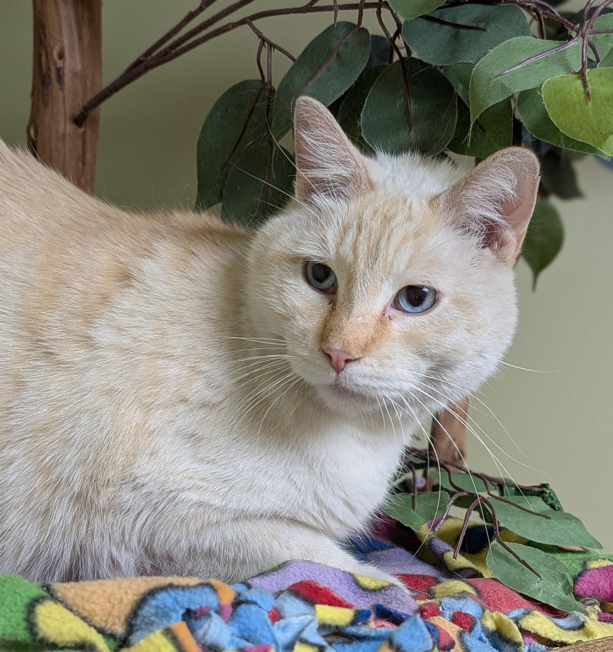 Enlarge Romeo, an adopted Siamese in Hastings, NE image 2/4