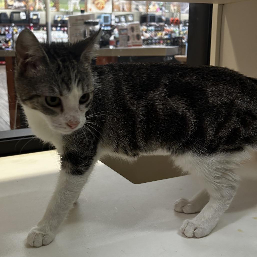 Diva, Adoptable, Kitten Female Domestic Short Hair.