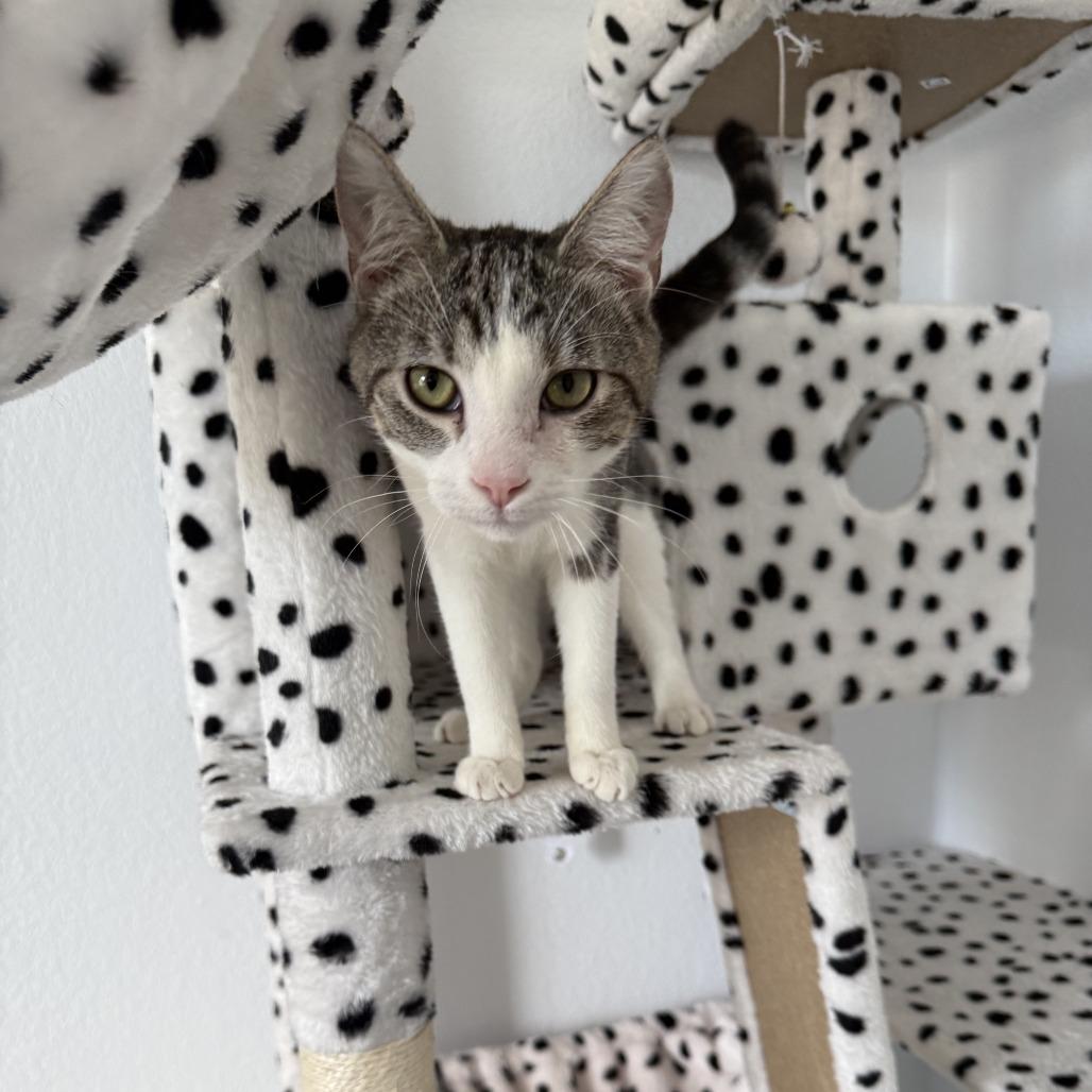 Enlarge Diva, a Adoptable Domestic Short Hair in Pleasanton, CA image 3/5