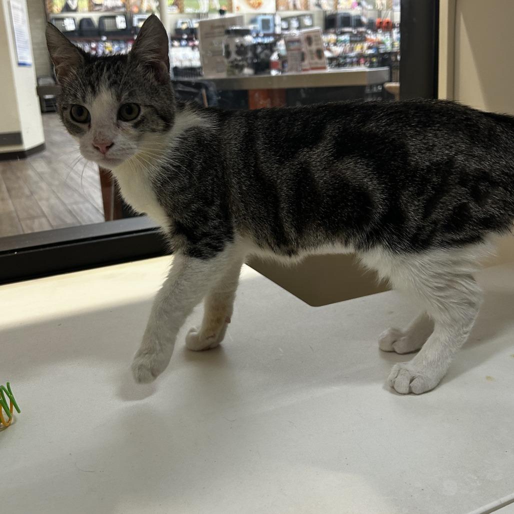 Enlarge Diva, a Adoptable Domestic Short Hair in Pleasanton, CA image 5/5