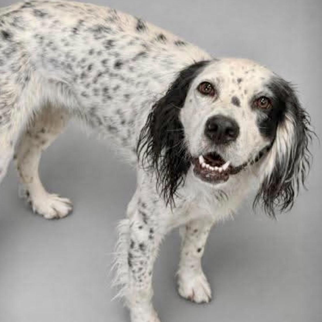 Macanalpy Jack, adopted, Adult Male English Pointer.