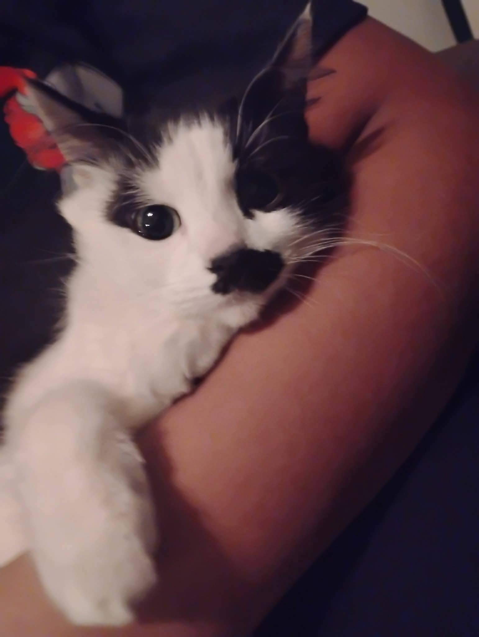 Nina, ADOPTABLE, Young Female Domestic Long Hair & Tuxedo.