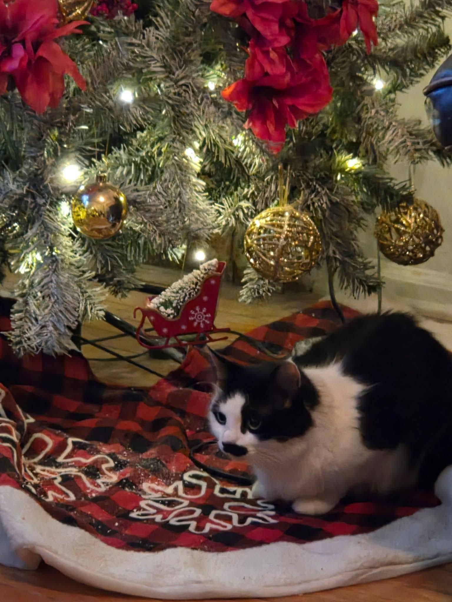 Enlarge Nina, a ADOPTABLE mixed breed in Hoboken, NJ image 3/3