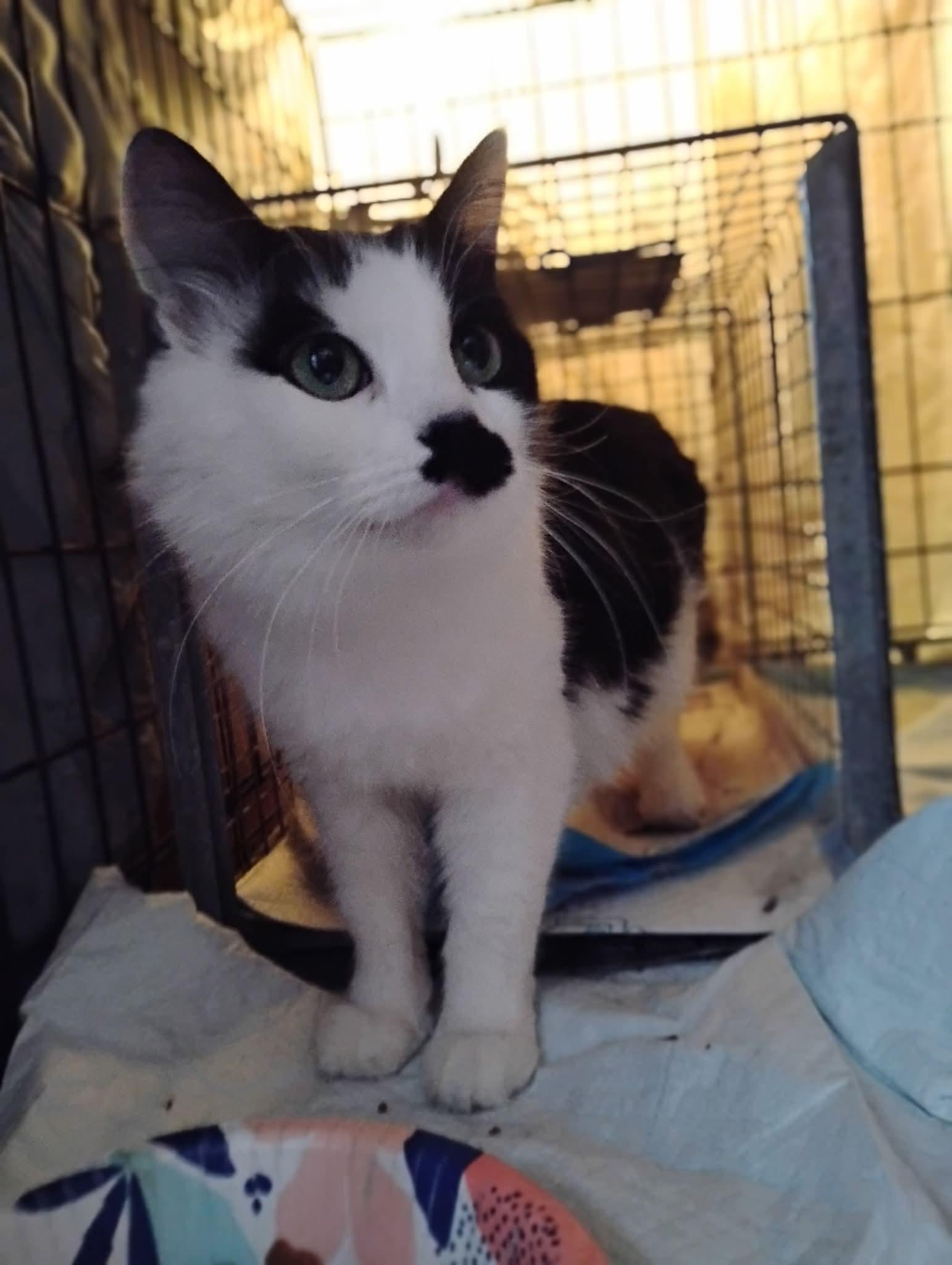 Enlarge Nina, a ADOPTABLE mixed breed in Hoboken, NJ image 2/3