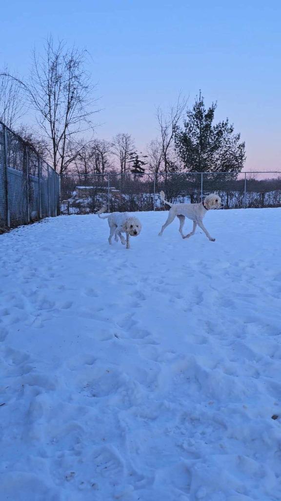 Opal, Adopted, Adult Female Golden Retriever & Poodle.