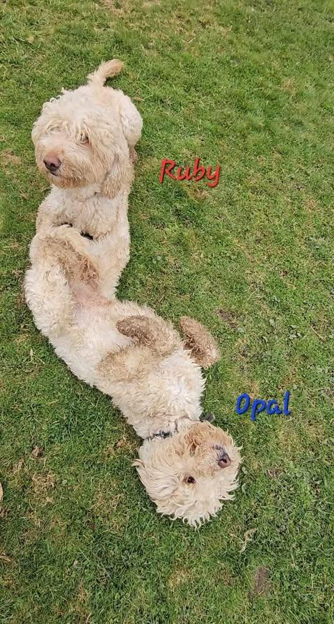 Enlarge Opal, a Adopted mixed breed in Sprakers, NY image 2/5