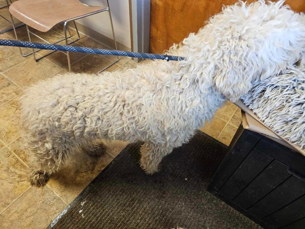 Enlarge Opal, a Adopted mixed breed in Sprakers, NY image 3/5