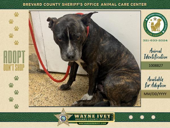 Natalie, Adoptable, Adult Female Mixed Breed.