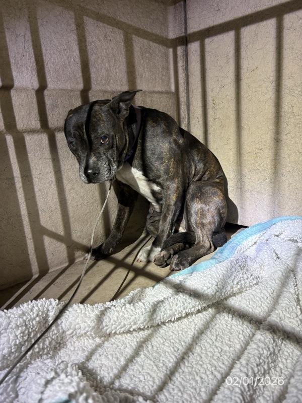 Enlarge Natalie, a Adoptable mixed breed in Melbourne, FL image 2/4