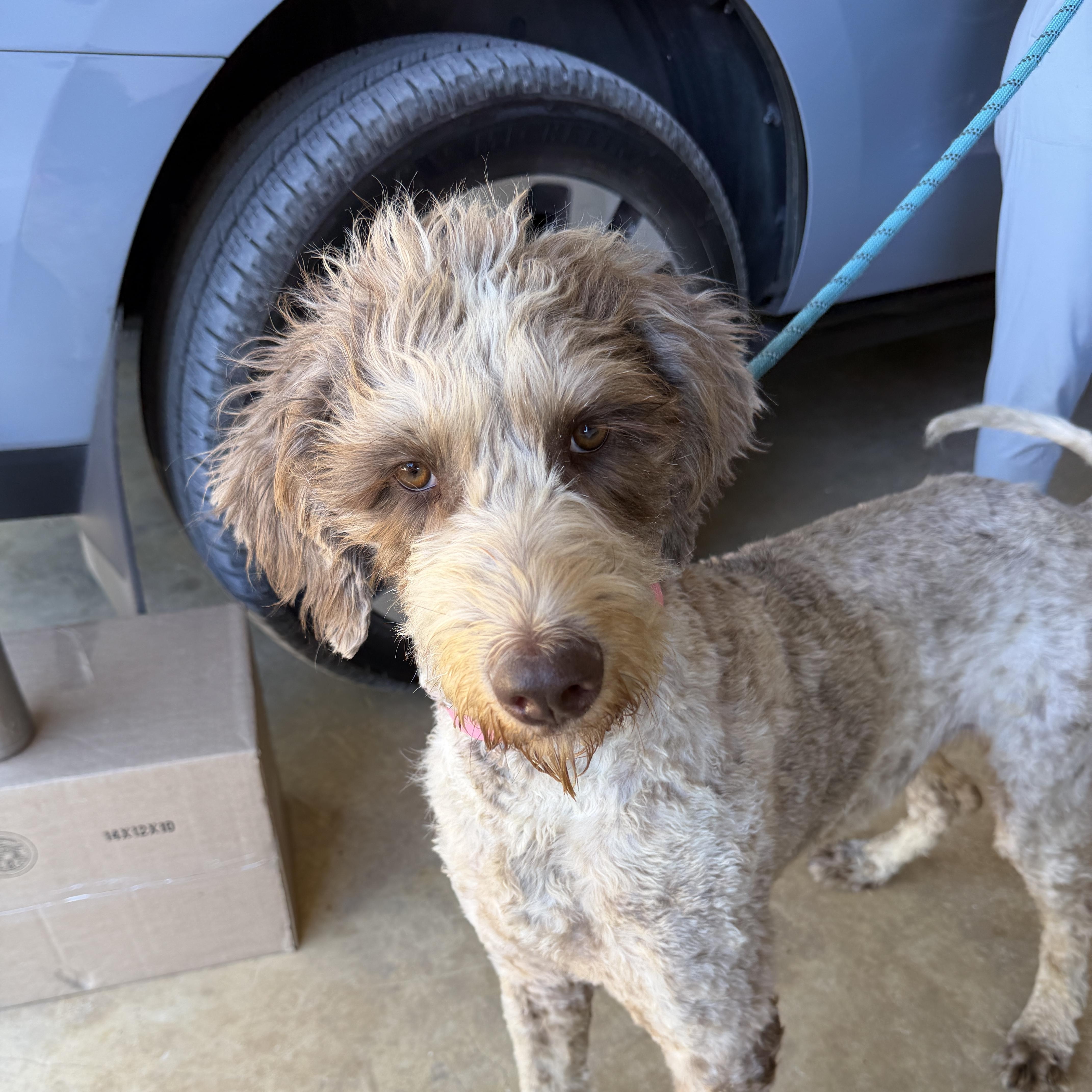 Enlarge Tallulah, a Adoptable Goldendoodle in Portland , ME image 2/4