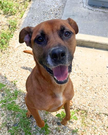 Shadow, Adoptable, Adult Male Pit Bull Terrier & Mixed Breed.