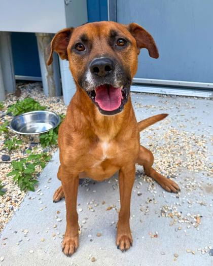 Shadow, a Adoptable mixed breed in New Orleans, LA image 2/3