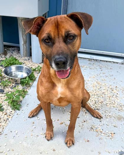 Shadow, a Adoptable mixed breed in New Orleans, LA image 3/3