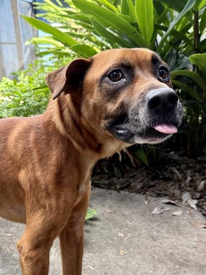 Enlarge Shadow, a Adoptable mixed breed in New Orleans, LA image 1/1