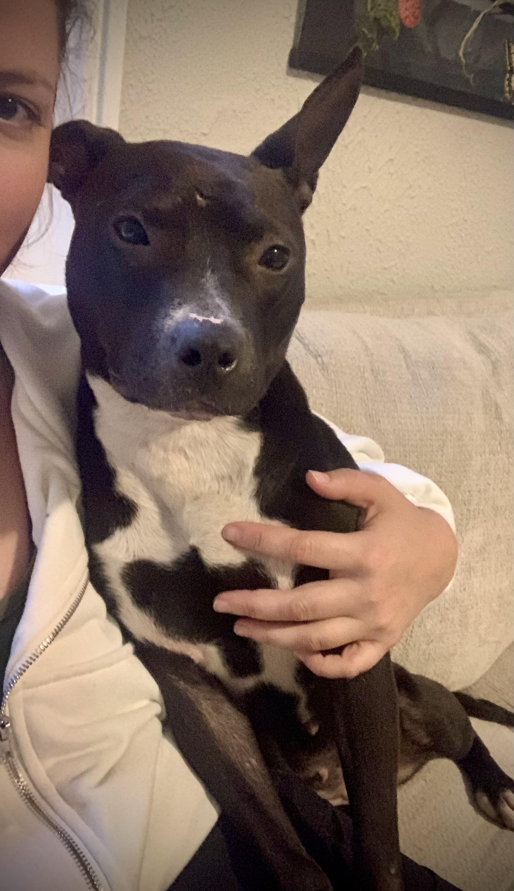 Lula, a Adoptable Mixed Breed in Rochester , NY image 6/6