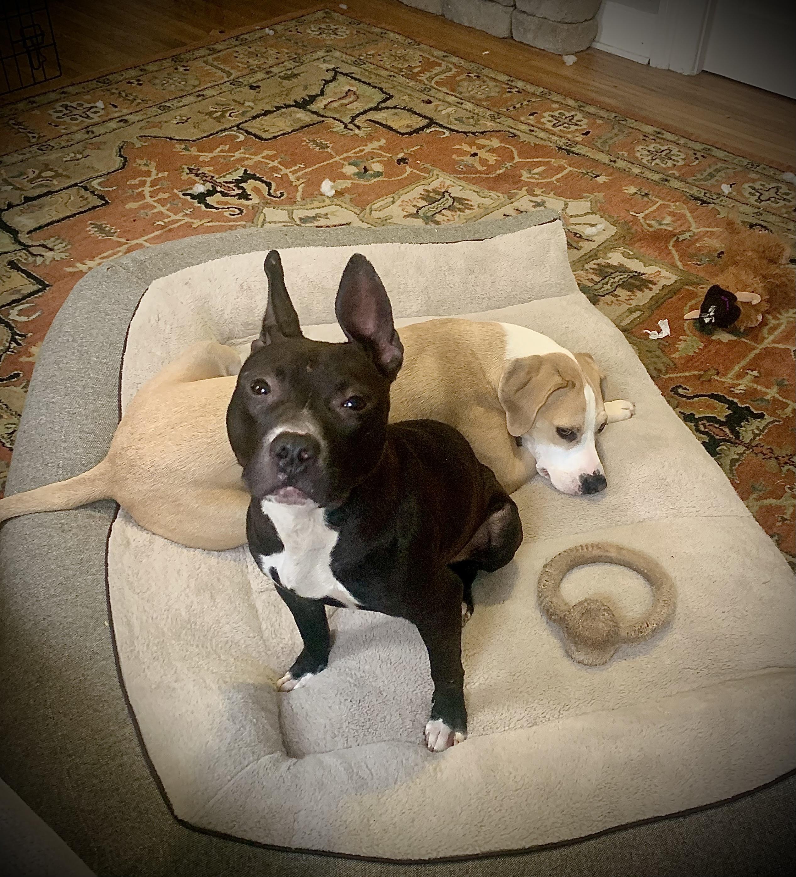 Lula, a Adoptable Mixed Breed in Rochester , NY image 4/6