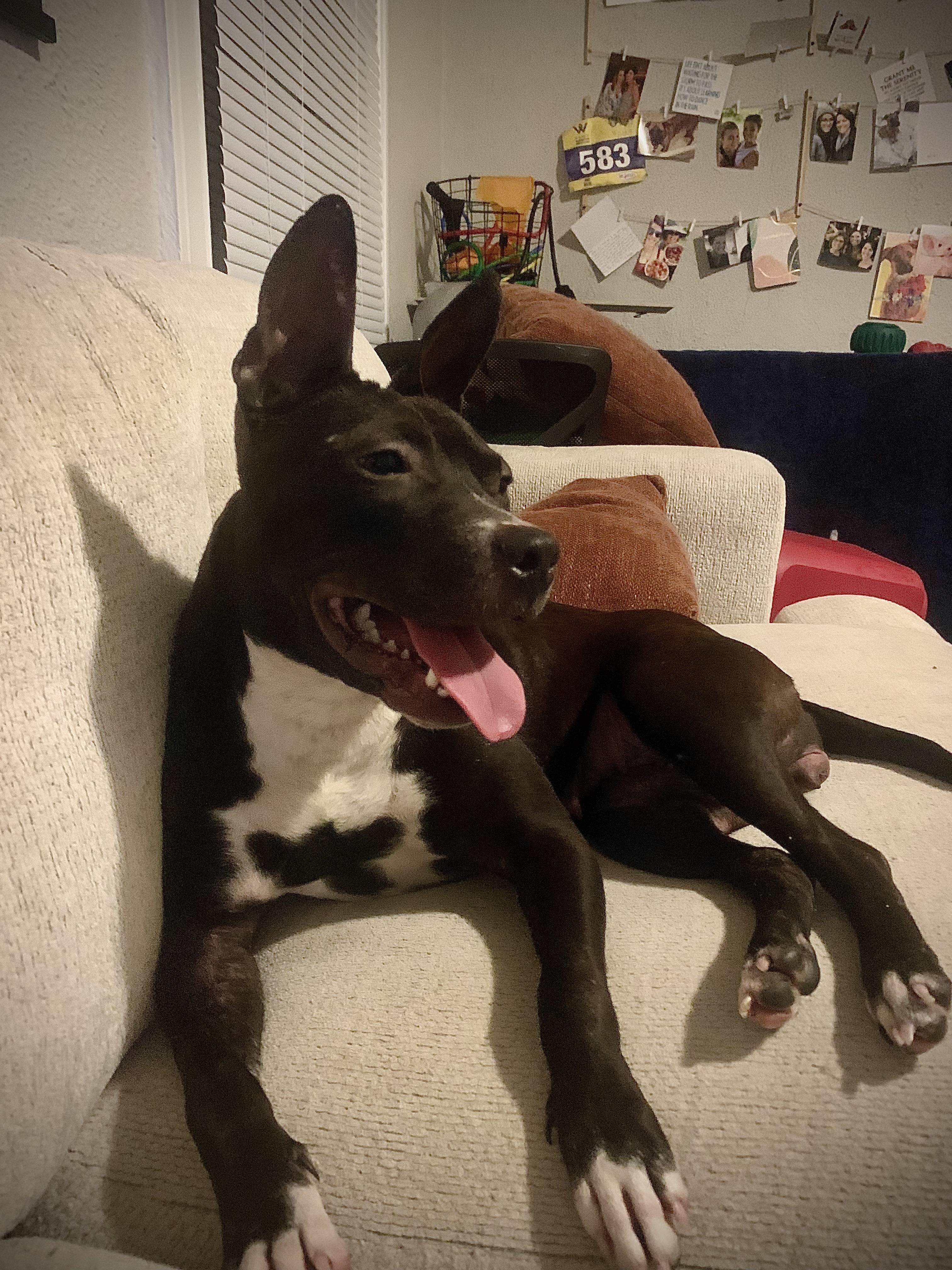 Lula, a Adoptable Mixed Breed in Rochester , NY image 5/6