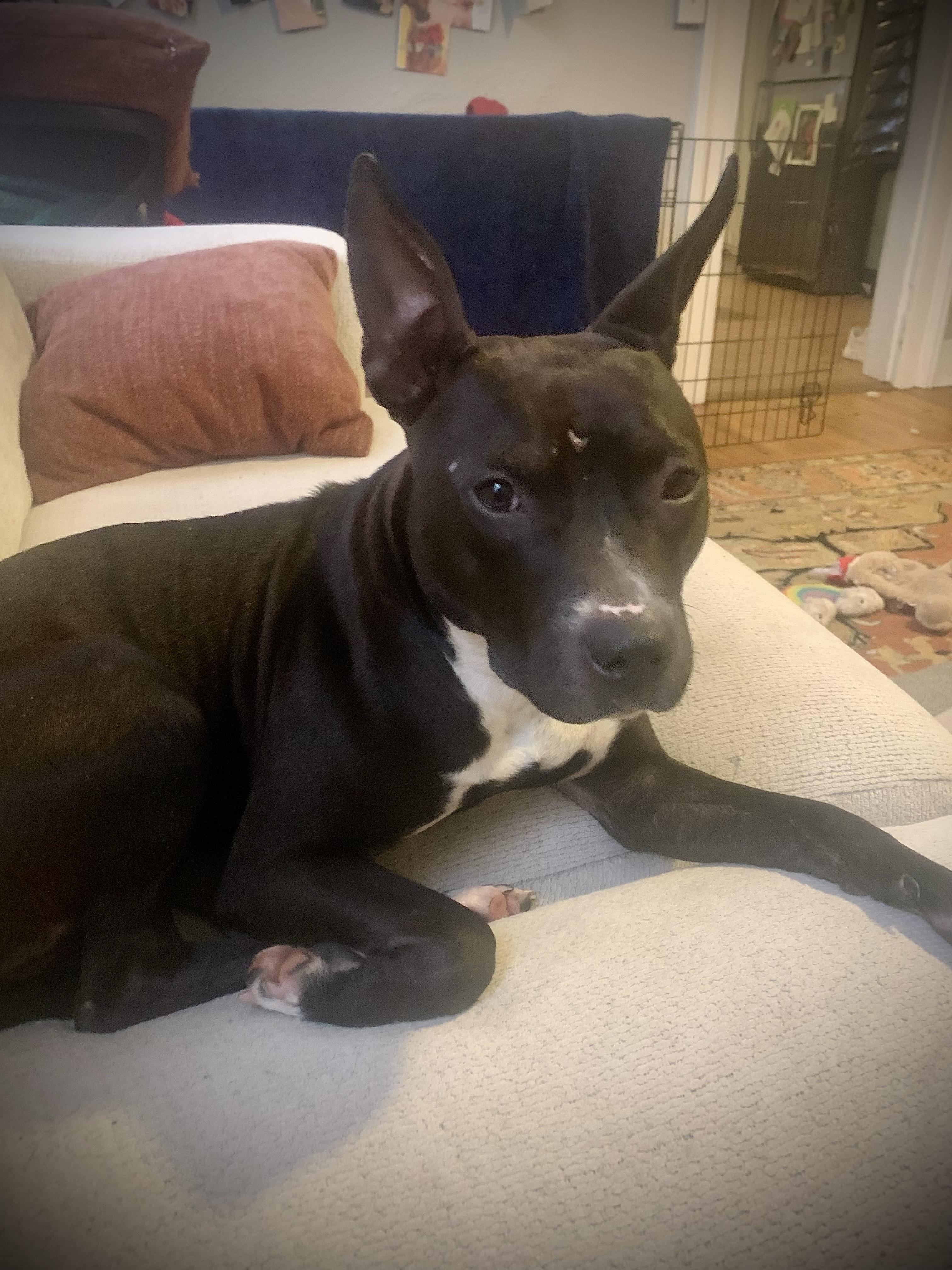 Lula, a Adoptable Mixed Breed in Rochester , NY image 3/6