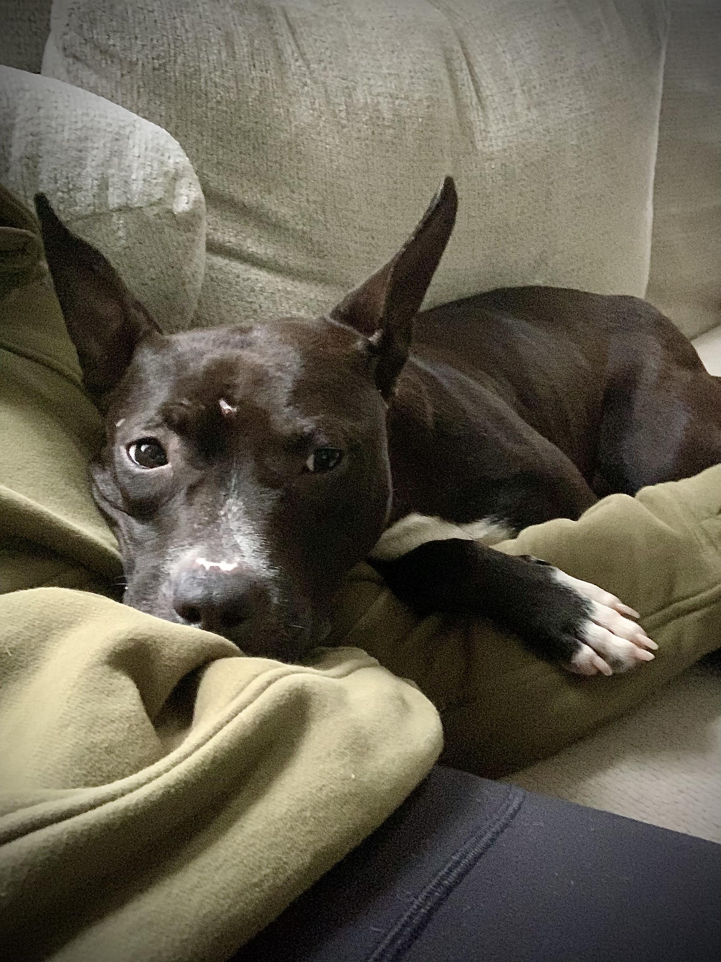 Lula, a Adoptable Mixed Breed in Rochester , NY image 2/6