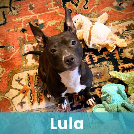 Lula, Adoptable, Young Female Mixed Breed.