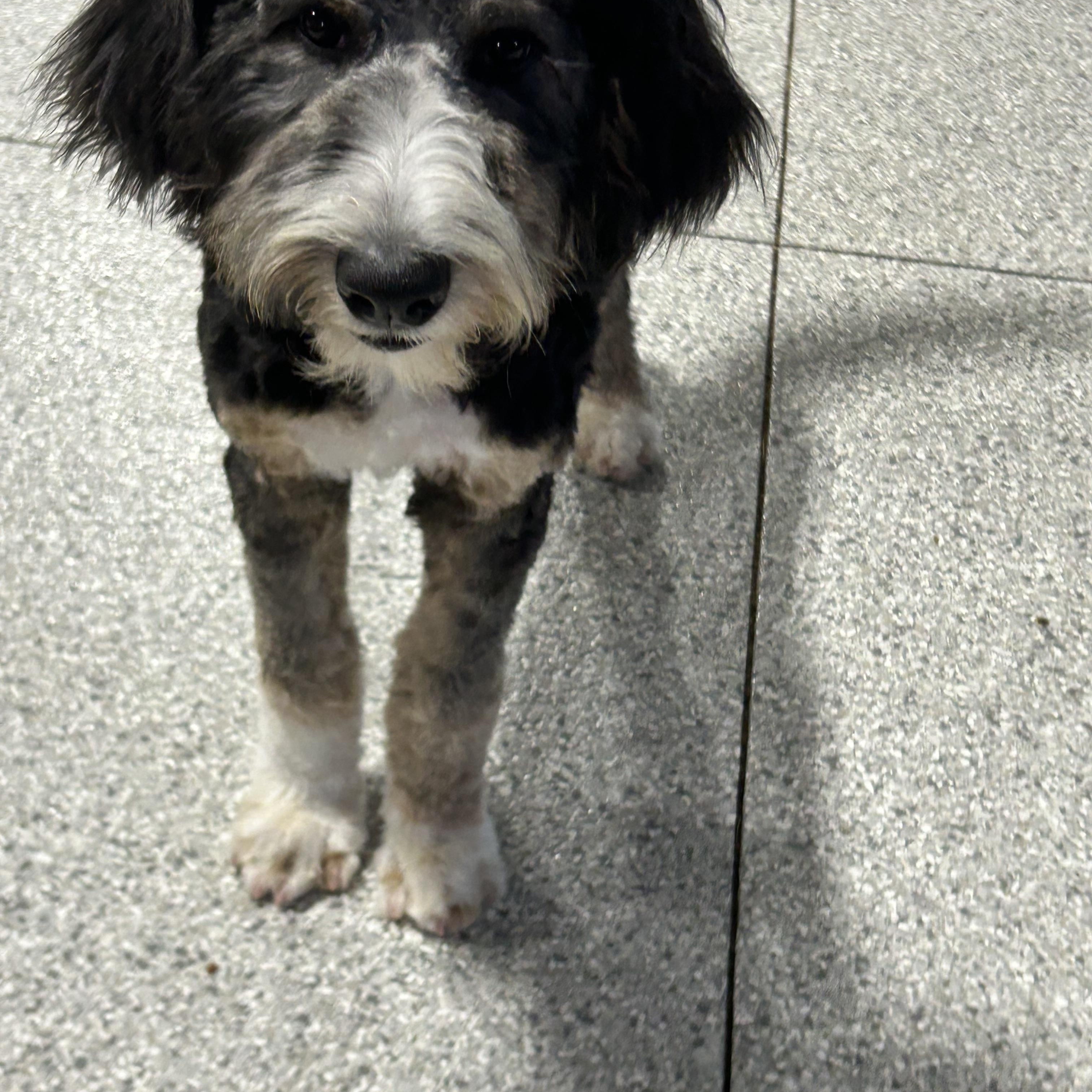 Enlarge Norma, a Adoptable Bernedoodle in Antwerp, OH image 3/6
