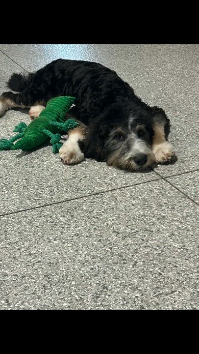 Enlarge Norma, a Adoptable Bernedoodle in Antwerp, OH video 6/6