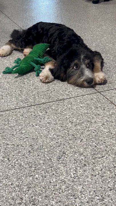 Enlarge Norma, a Adoptable Bernedoodle in Antwerp, OH video 4/6