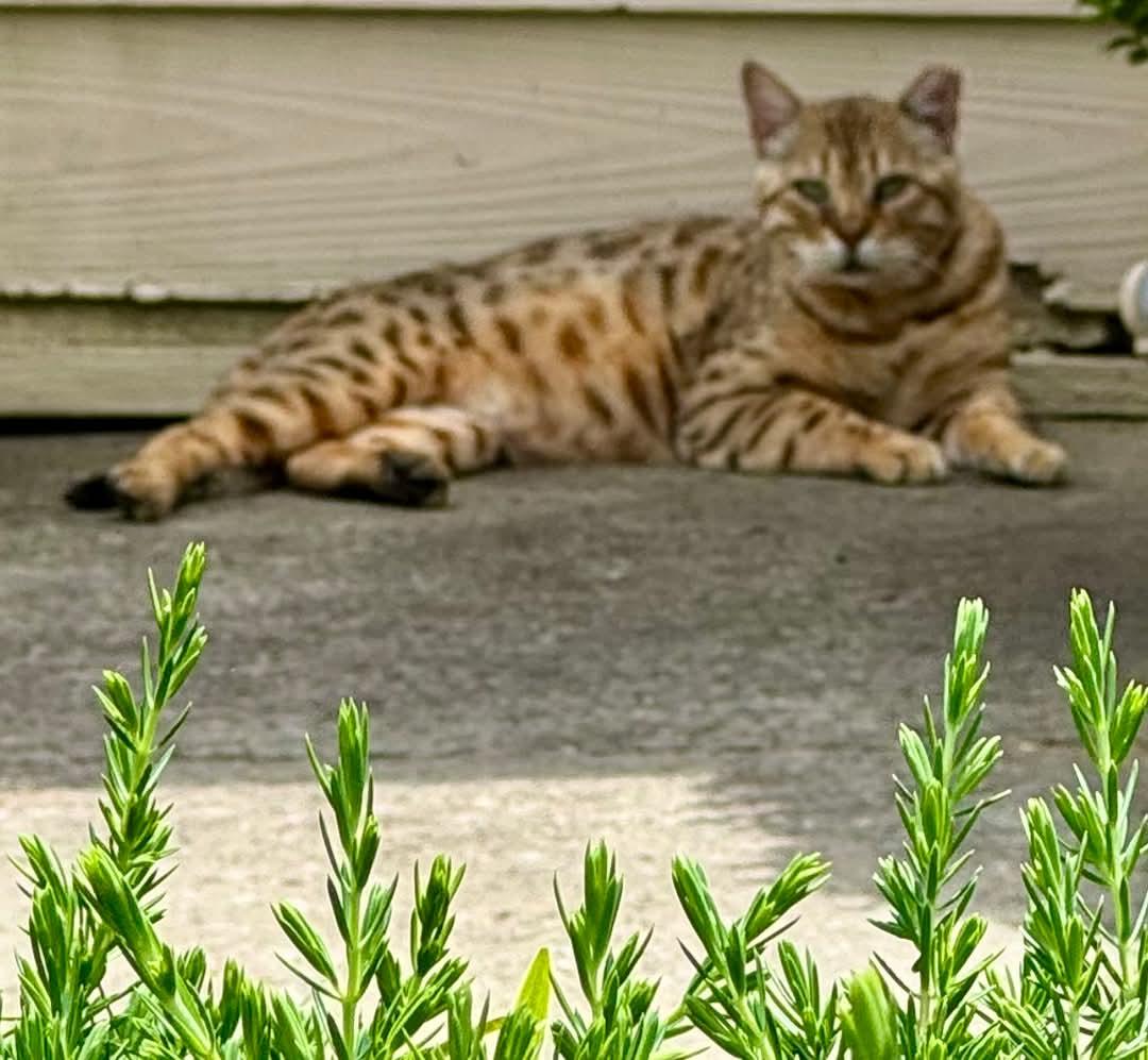 Enlarge Roscoe, a Adopted Bengal in Columbia, SC image 4/4
