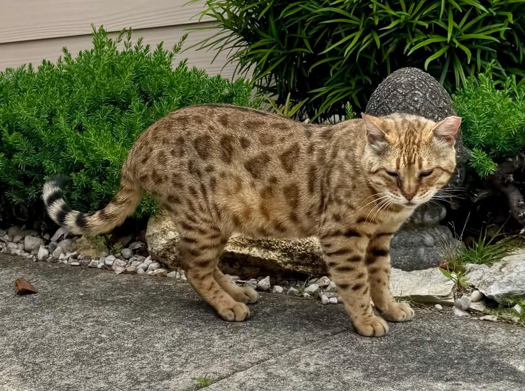 Enlarge Roscoe, a Adopted Bengal in Columbia, SC image 1/4