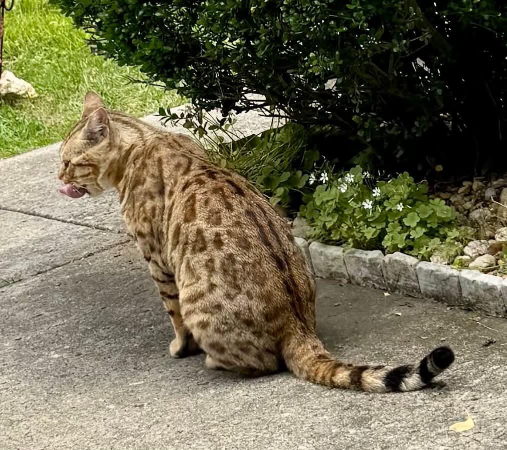 Enlarge Roscoe, a Adopted Bengal in Columbia, SC image 2/4