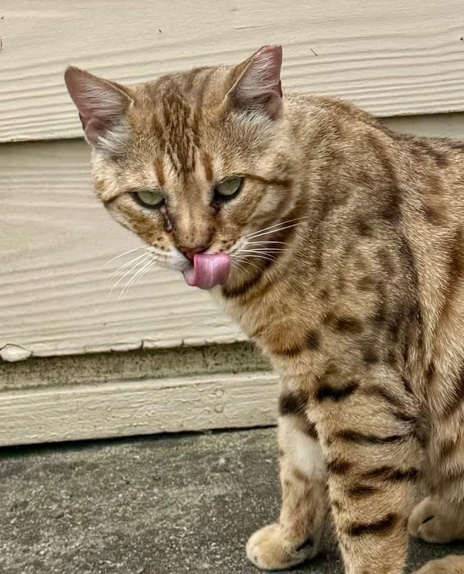 Enlarge Roscoe, a Adopted Bengal in Columbia, SC image 3/4