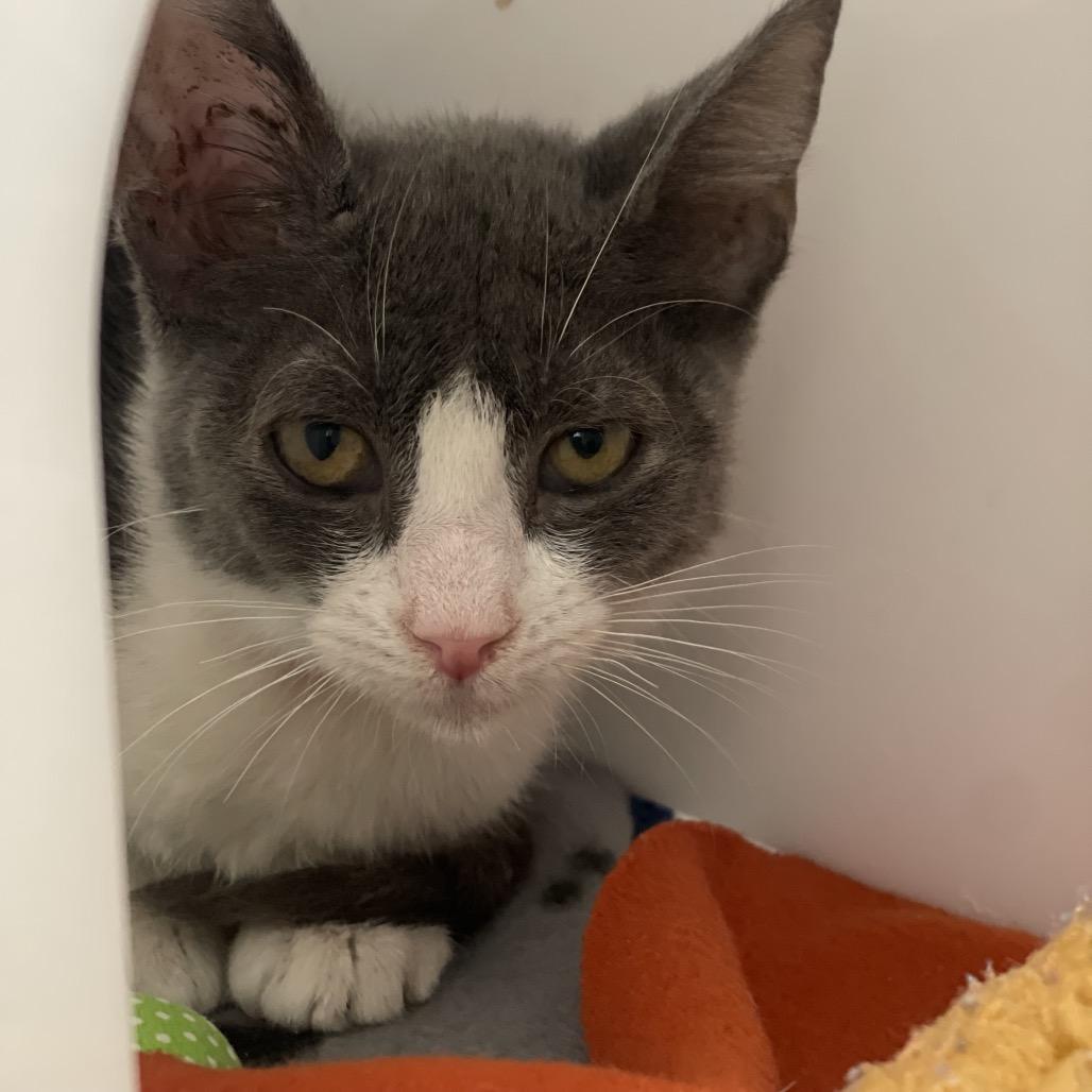Gummy Bear, Adoptable, Young Female Domestic Short Hair.
