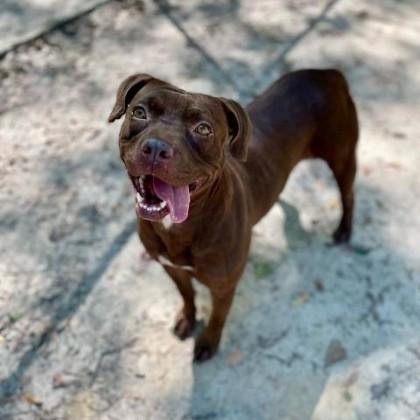 Enlarge Rosie, a Adoptable mixed breed in Spartanburg, SC image 1/3