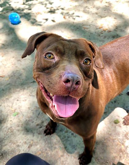 Rosie, Adoptable, Adult Female Mixed Breed & Retriever.