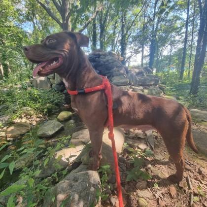 Enlarge Rosie, a Adoptable mixed breed in Spartanburg, SC image 3/3