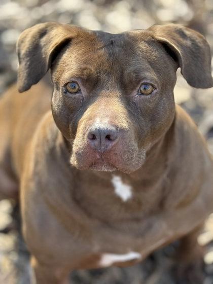 Enlarge Rosie, a Adoptable mixed breed in Spartanburg, SC image 3/3