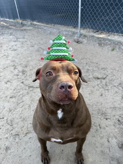 Enlarge Rosie, a Adoptable mixed breed in Spartanburg, SC image 2/3