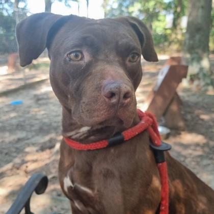 Enlarge Rosie, a Adoptable mixed breed in Spartanburg, SC image 3/3