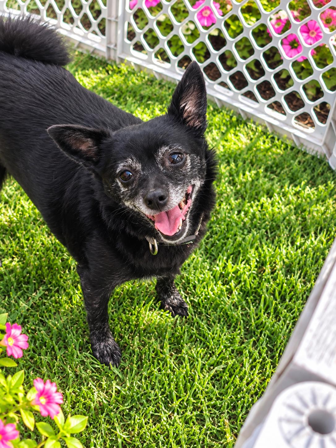 Enlarge Mallory [black], a Adoptable mixed breed in Rocky Mount, NC image 3/3