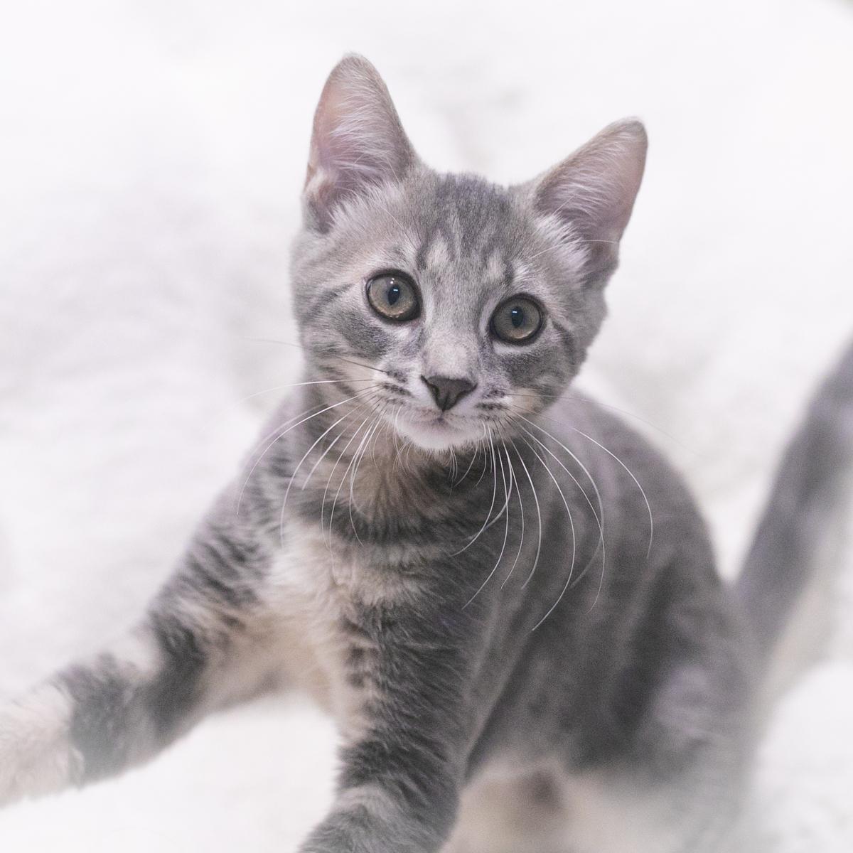 Enlarge Harrison, a Adopted Domestic Short Hair in Ponte Vedra, FL image 1/4