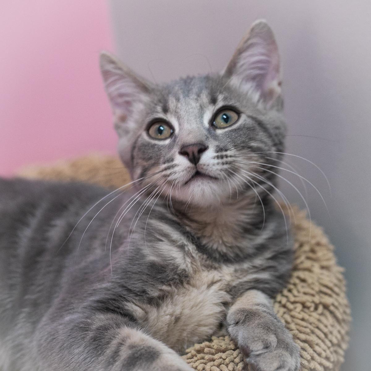 Enlarge Harrison, a Adopted Domestic Short Hair in Ponte Vedra, FL image 3/4