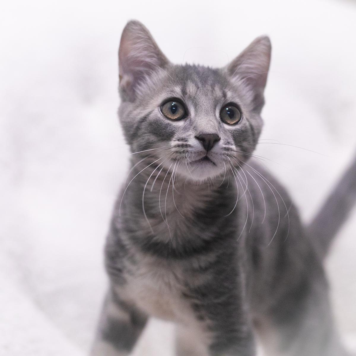 Enlarge Harrison, a Adopted Domestic Short Hair in Ponte Vedra, FL image 4/4