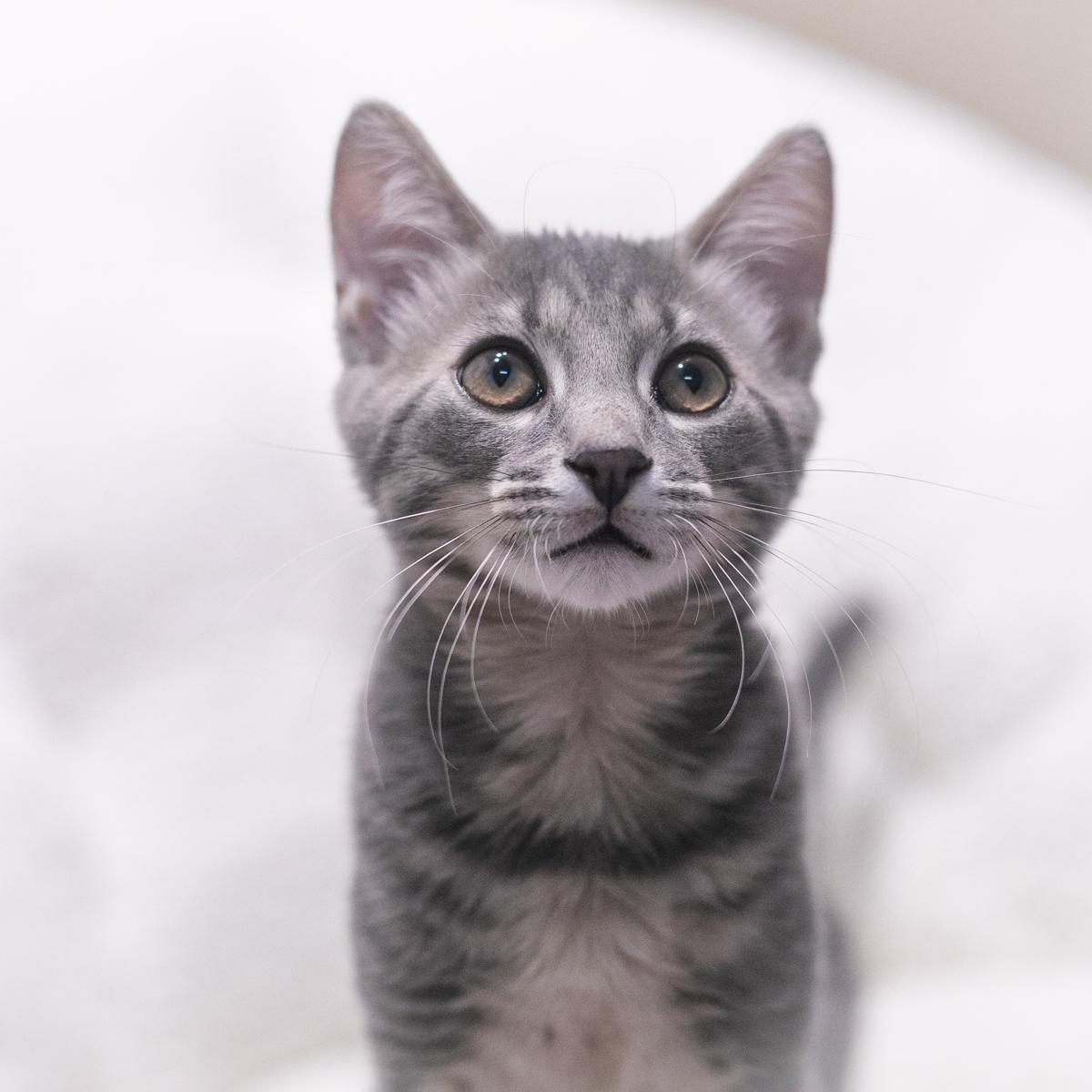 Enlarge Harrison, a Adopted Domestic Short Hair in Ponte Vedra, FL image 2/4