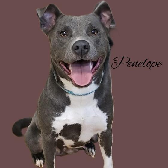 Penelope, a Adoptable mixed breed in Milledgeville, GA image 3/5