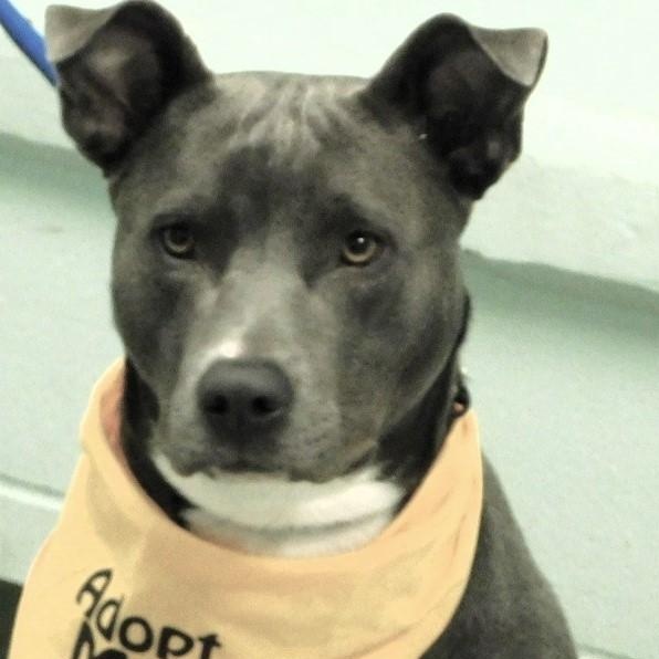 Penelope, Adoptable, Adult Female Pit Bull Terrier.