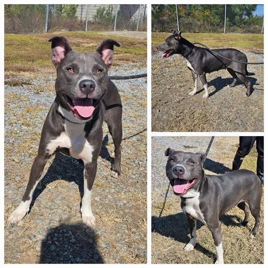 Penelope, a Adoptable mixed breed in Milledgeville, GA image 5/5